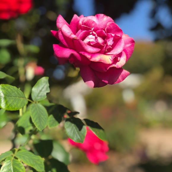 Meet your Posher, Yumika - Picture 1 of 1